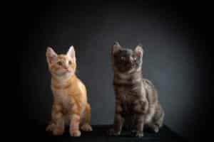 Les animaux