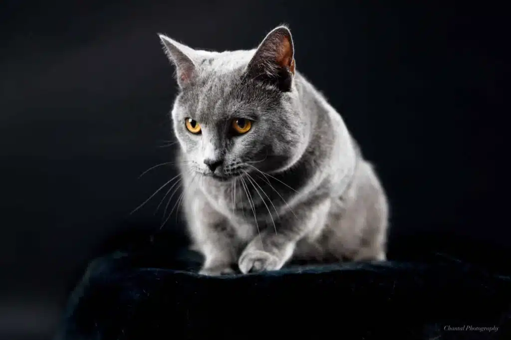 Chat gris aux yeux orange vifs, pelage doux, sur fond noir. Posé sur velours, regard concentré. Chantal Photography.